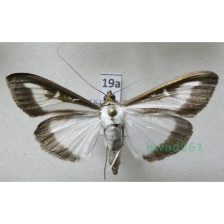Cydalima perspectalis (Walker, 1859) Poland19a